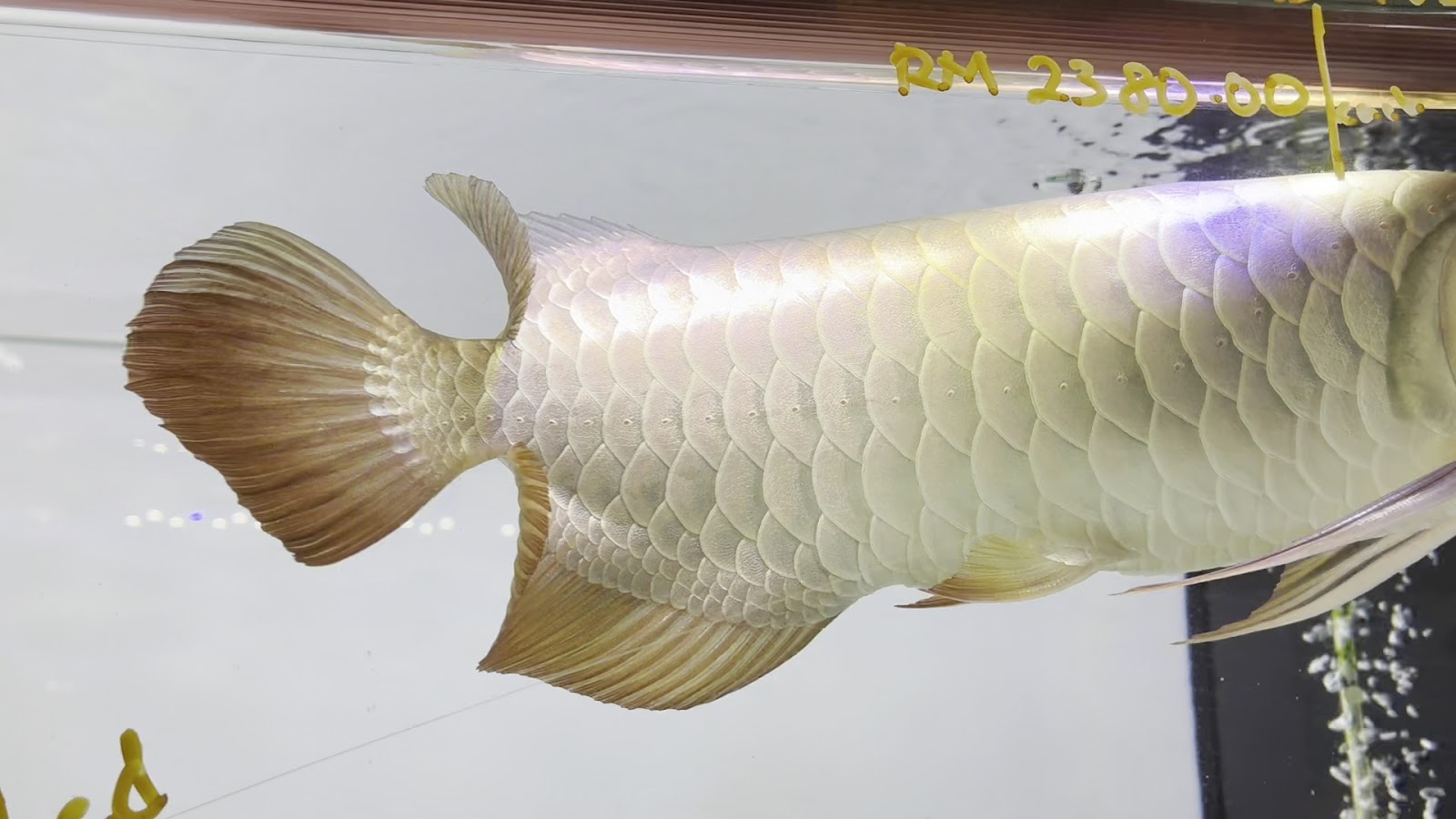 SA Fish World (Aquatic Shop Shah Alam)