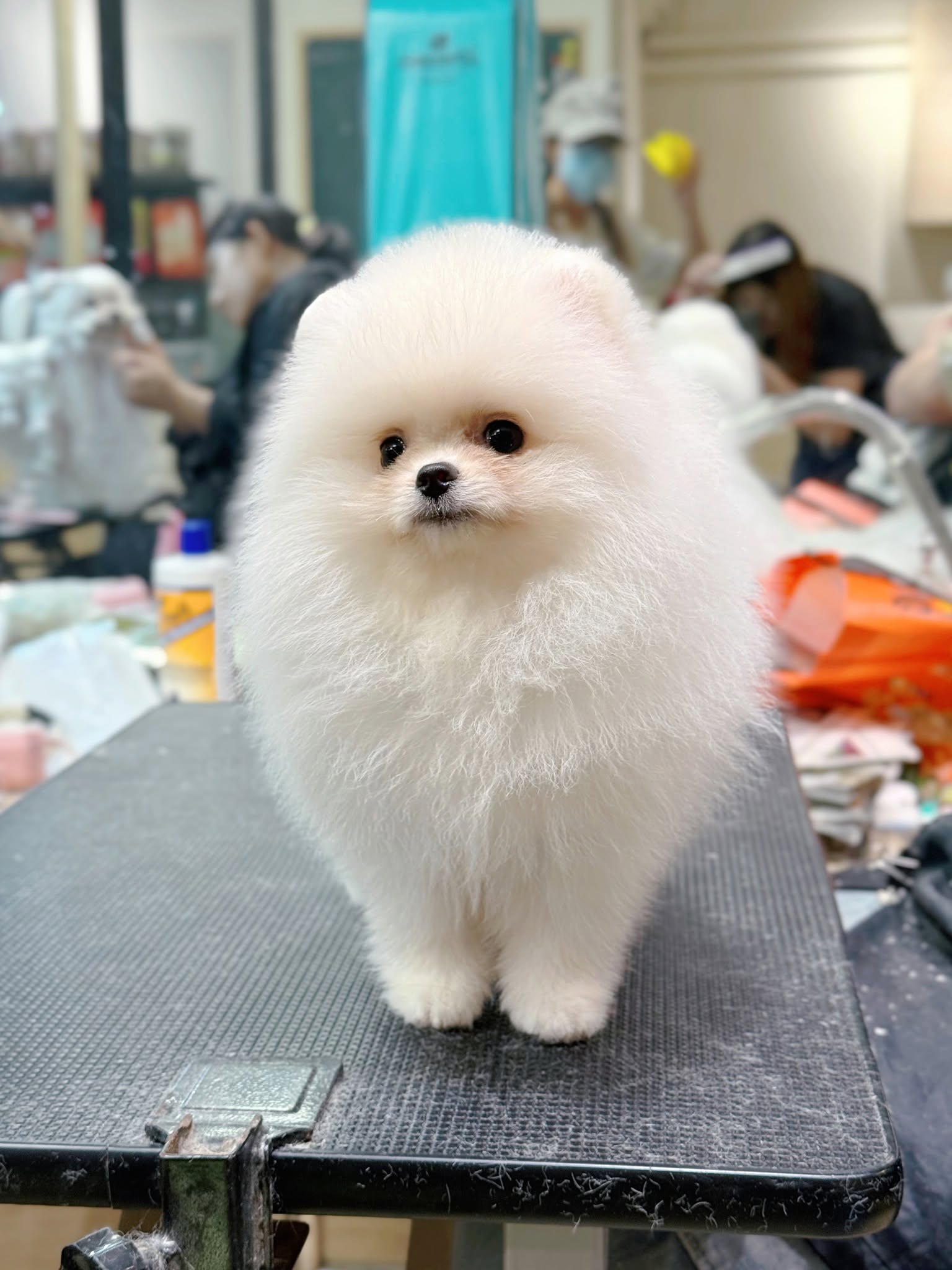 Furry Tales Pet Lifestyle Store